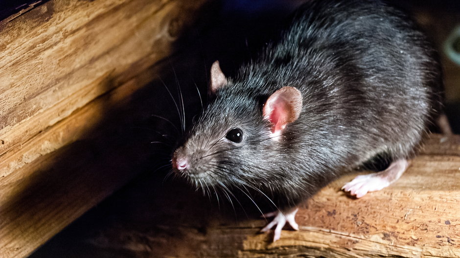 Szczur (zdjęcie ilustracyjne)