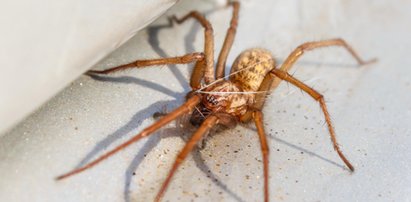 Pająki panoszą ci się po domu? Pokonasz je kasztanami