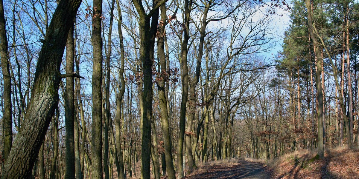 Zakaz wstępu do lasu. Wszystko przez koronawirusa