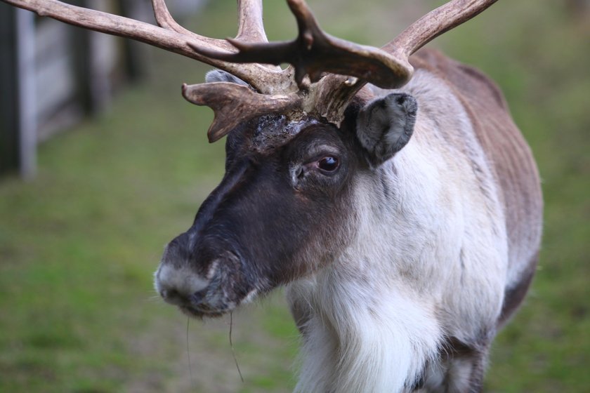 Renifer Rudolf zamieszkał na Ranczu Arka pod Lublinem