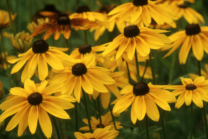 Rudbekia