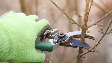 przytnij je w lutym. wiosną obsypią się kwiatami