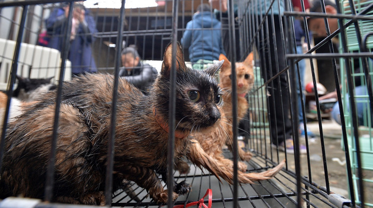 Macskahússal kereskedett a kínai férfi / Fotó: AFP