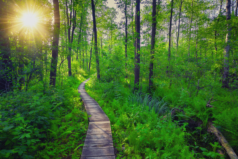 Poleski Park Narodowy, polskie bagna