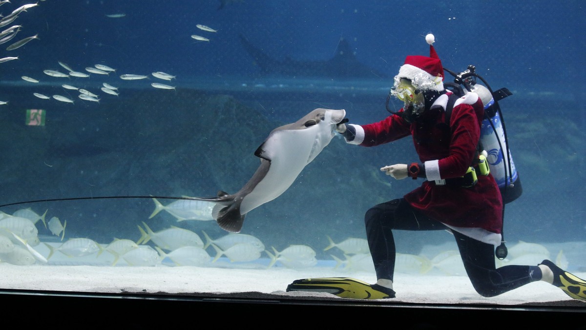 SOUTH KOREA CHRISTMAS PREPARATION (Santa divers in Seoul)