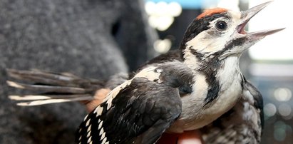 Ptaki znów spadają z nieba. Czy coś nam grozi?