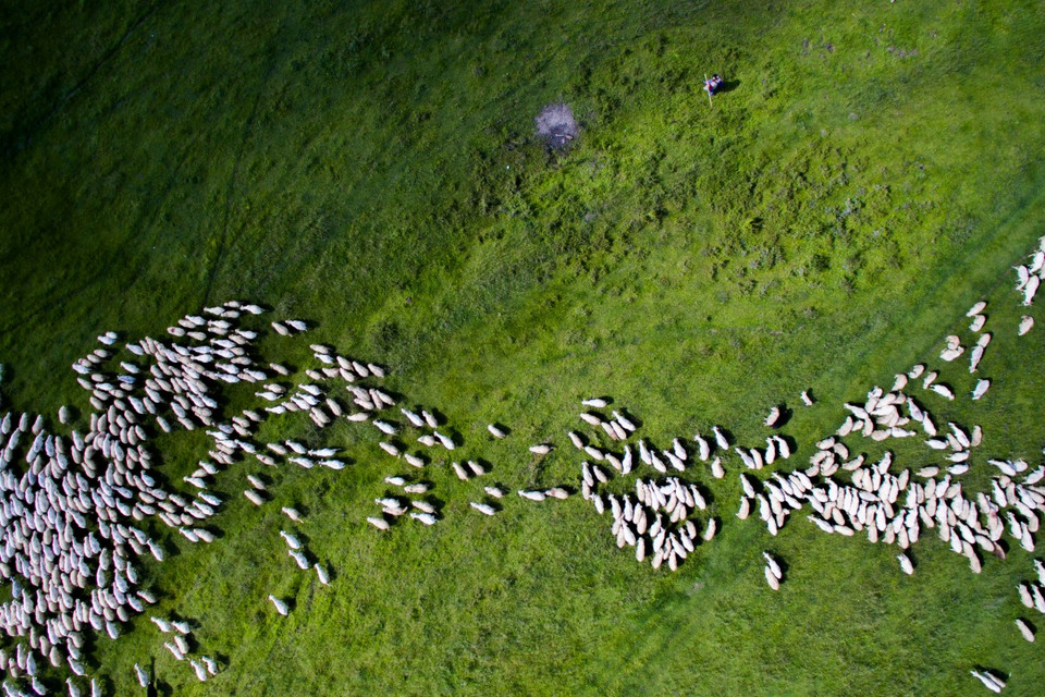 II miejsce w kategorii Natura i Przyroda - Szabolcs Ignacz, Stado owiec, Rumunia