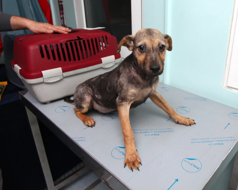 Svaki pas koji ujede čoveka mora biti podrgnut desetodnevnom posmatranju kod veterinara zbog rizika od besnila