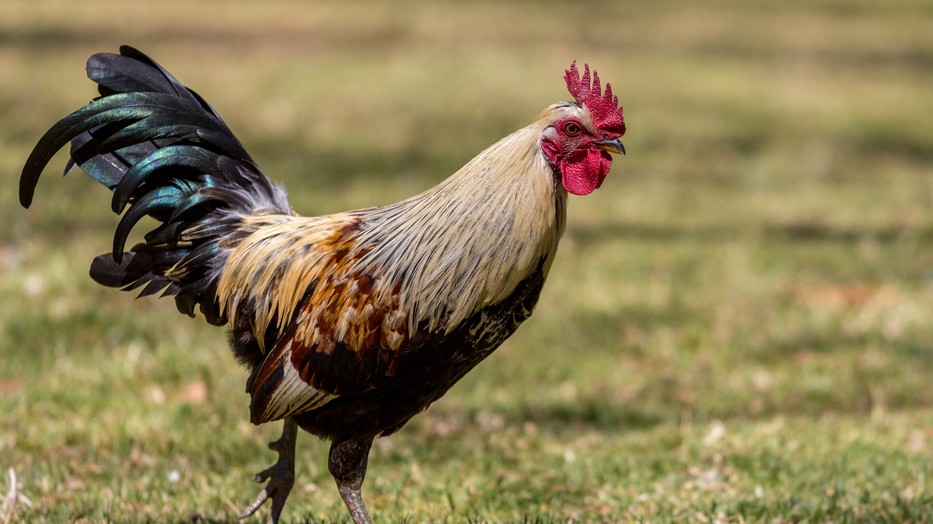 kakas férje pufók orgazmus és merevedés