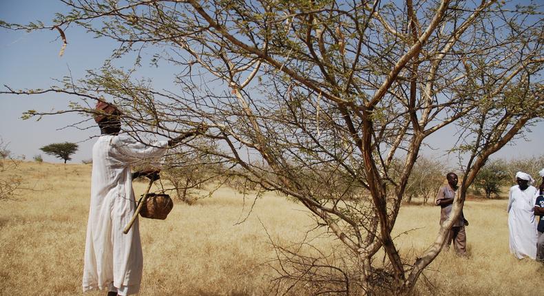 Sudan gum trees: Economy transformers or protection against climate change?