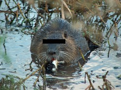 Zamiast złodziei, ścigali... bobry