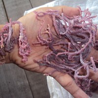 Egészségkárosító sűrítőanyag: bélperforációt okoz, cukorbetegséghez vezet időskorra - kiderült, nem is olyan ártalmatlan az E407