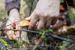 Grzybobranie 2024. Gdzie zbierać grzyby w okolicach Warszawy?