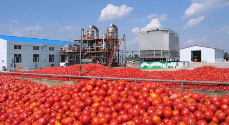 Dangote Tomato Processing Factory in Kano (businesshilights)