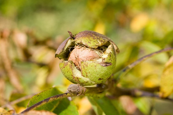 Nezamenjiv je sastojak torti i kolača, a koristan je i za mnoge bolesti: Pomaže kod oboljenja kostiju, borac je protiv bubuljica, prekomernog znojenja, belog pranja