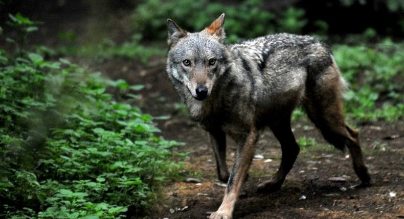 The plan could see 85 wolves killed a year