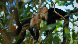 Hihetetlen: majmok nevelték az elrabolt kislányt