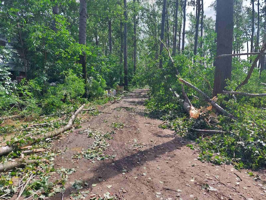 Šuma u Beočinu dan nakon superćelijske oluje