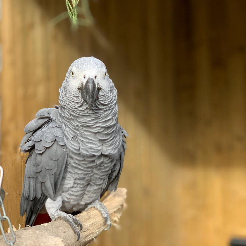 Papugi z brytyjskiego zoo obrażały zwiedzających. Teraz uczą się dobrych manier