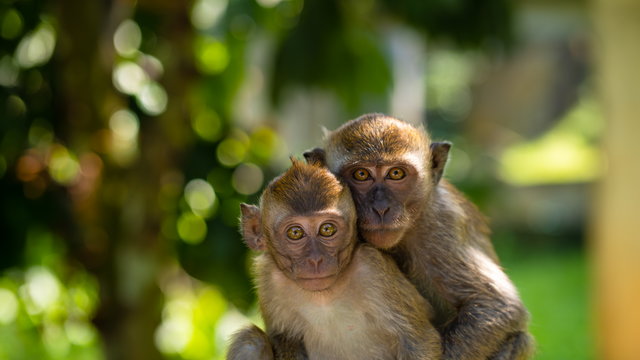 Kínai tudósok majmokat küldenek az űrbe, hogy megnézzék, hogyan szaporodnak