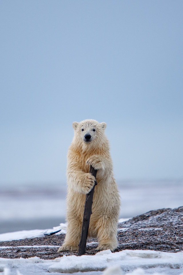 Khurram Khan, "The Cabaret Bear"