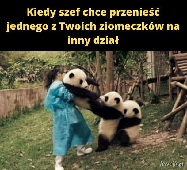 Najlepsze memy o pandach