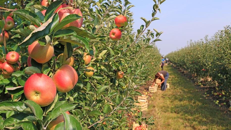 Az évtizedek óta termő gyümölcsök közül az alma termesztése is drágulhat, emelve a csümölcs árát /Fotó: Shutterstock