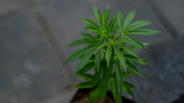 Kannabiszt termesztett a kertben egy 71 éves nyugdíjas Ajkán 
