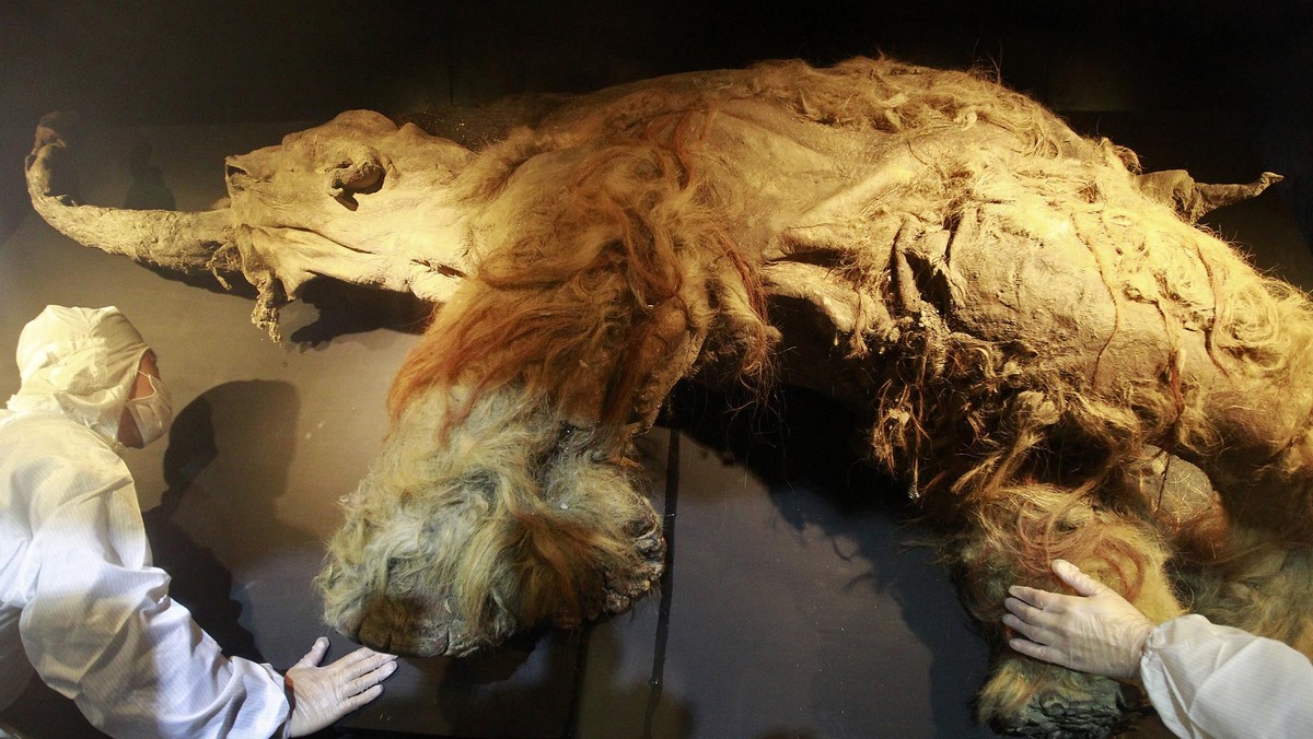 People examine a frozen woolly mammoth named Yuka during a media preview at the Chiang Kai-shek Me