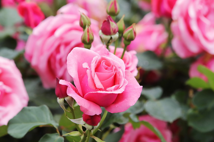 Róże na kwiat cięty - HeungSoon/pixabay.com