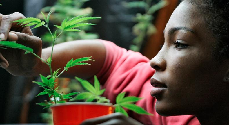 An employee at the Venice Beach Care Center tends to plants at a medical marijuana dispensary in Los Angeles, California.