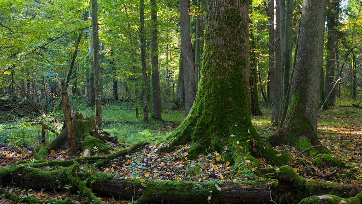 Koronawirus w Polsce. Białowieski i Biebrzański parki narodowe zamknięte