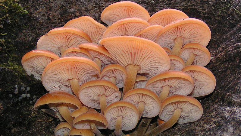 Płomiennica zimowa to smaczny i zdrowy grzyb, który rośnie w polskich lasach