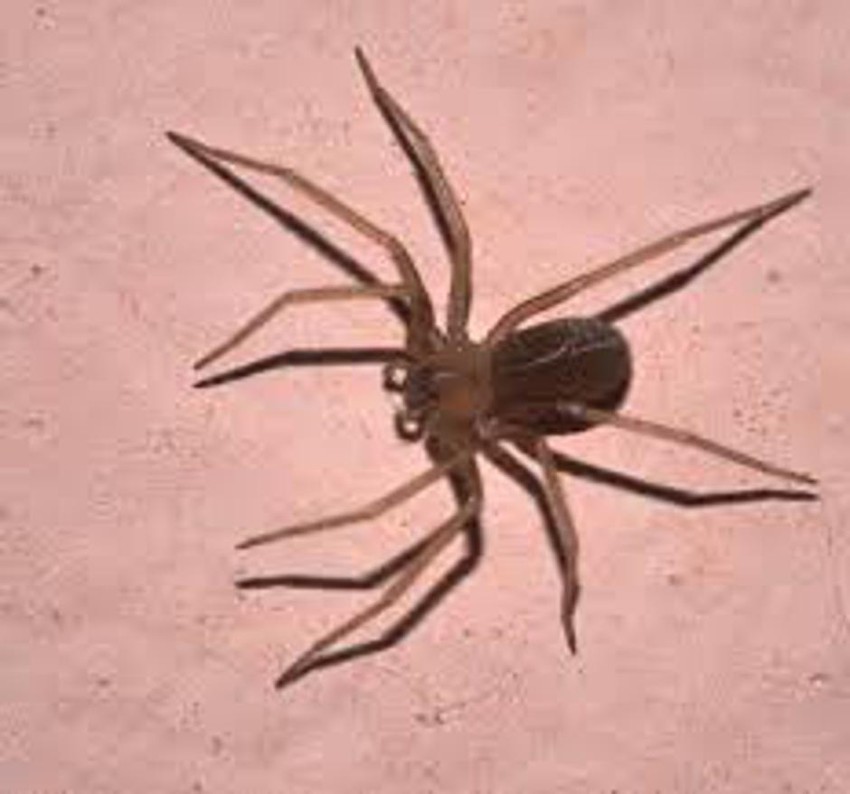 Smeđi pauk samotnjak