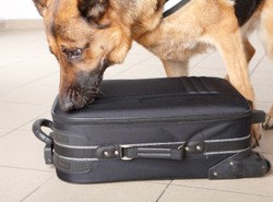 Kiedy pamiątki z wakacji grożą więzieniem?