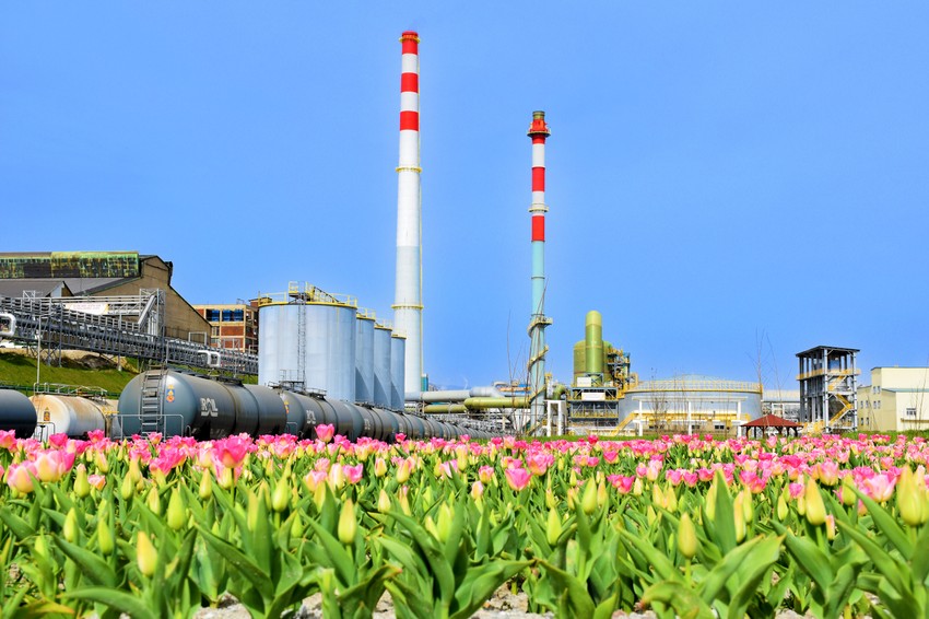 Cvet koji je promenio svet