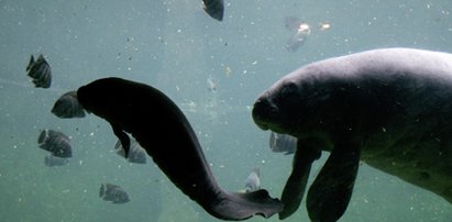 We wrocławskim zoo urodziła się syrena. Małe waży 20 kg!