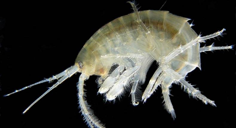 The shrimp-like Gammarus roeseli