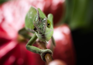 Ove životinje imaju supermoći o kojima ljudi mogu samo da sanjaju