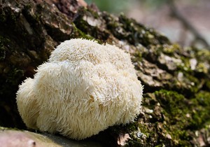 Lavlja griva se u ishrani koristi kao zamena za meso