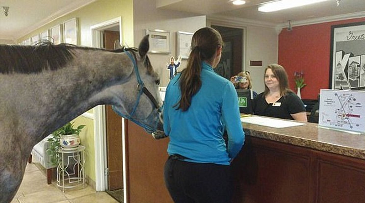 Elvitte a lovát egy szállodába