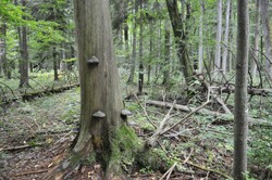 Pierwsze cięcia w Puszczy Białowieskiej. Minister Szyszko: To działania ochronne