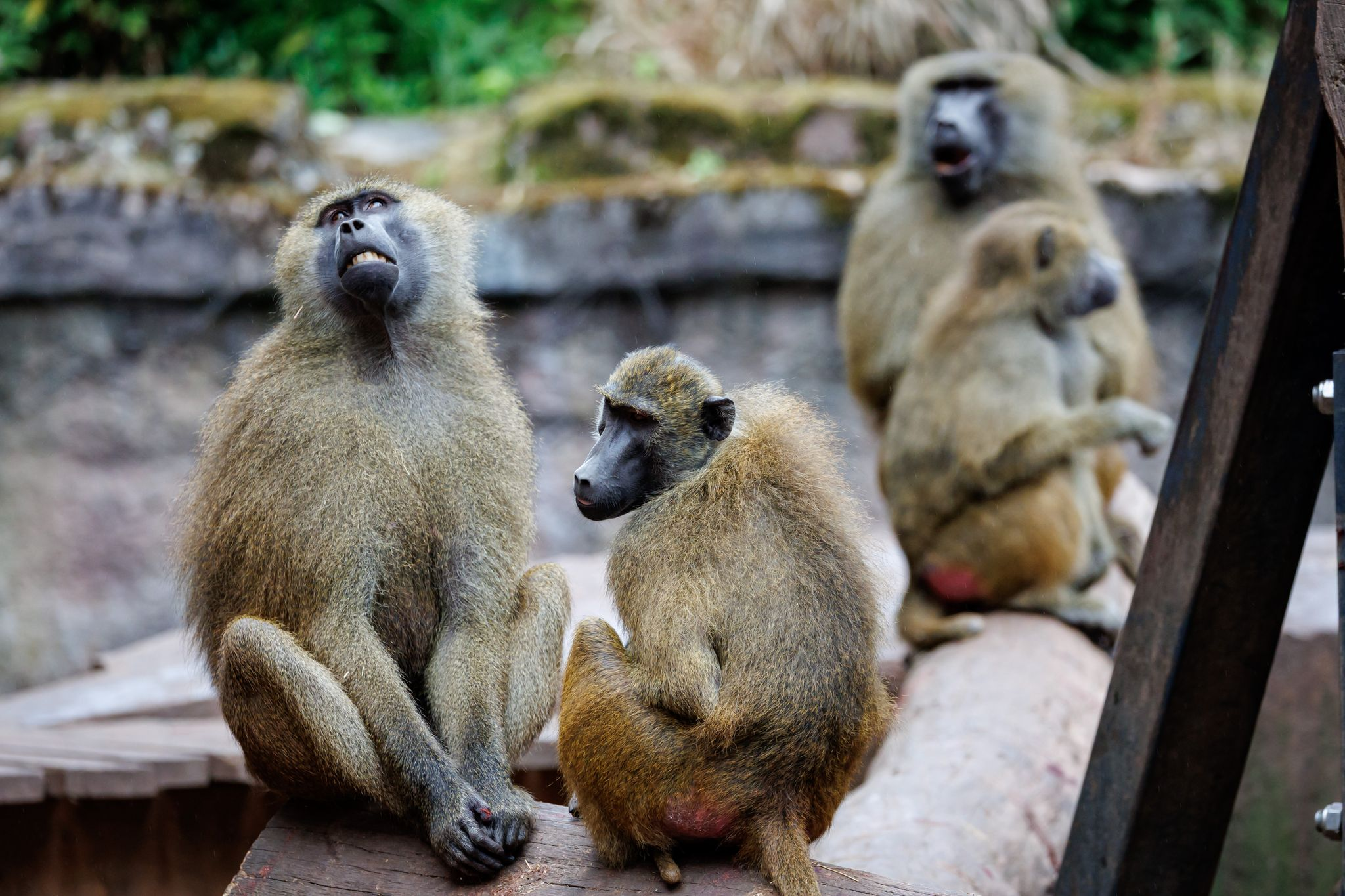Nürnberger Tiergarten geschlossen wegen Pavian-Tötung