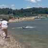 Ajkula u plićaku