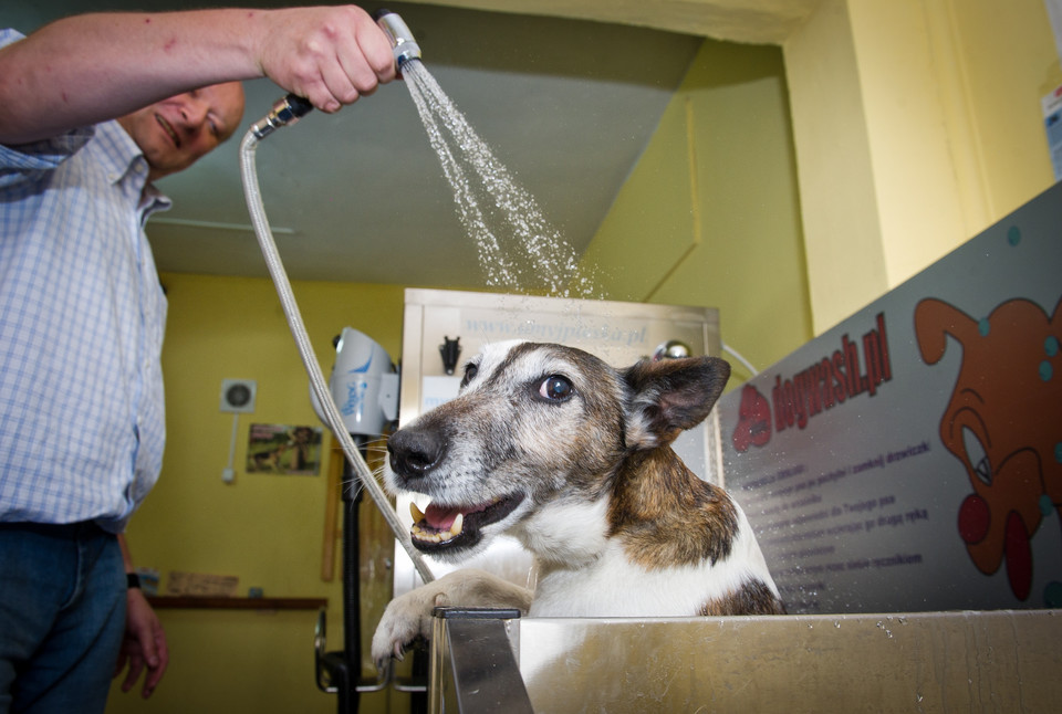 Umyj psa w myjni