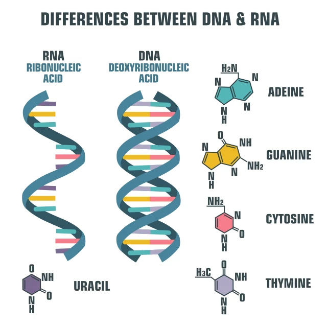 DNA i RNA – różnica w budowie