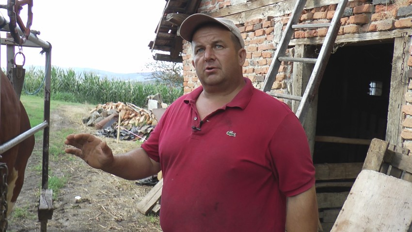 Bata Piroćanac, najbolji manikir za krave u Srbiji