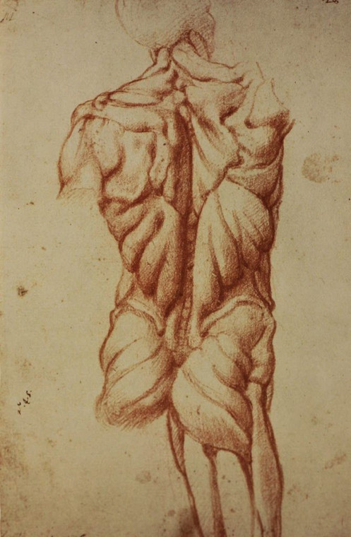 Kolejny ze szkiców anatomicznych Michała Anioła