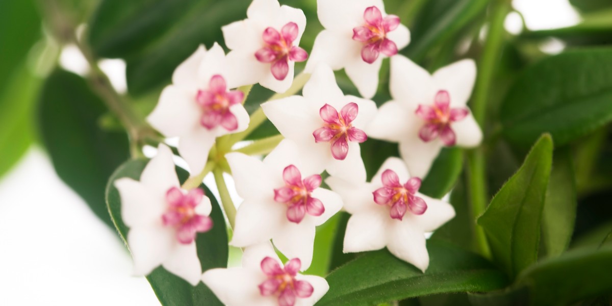 Hoja kwiat - odmiany, uprawa i pielęgnacja, rozmnażanie - Dom