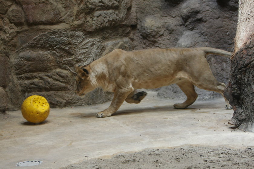 Lwy w gdańskim zoo